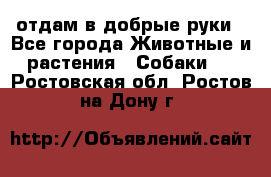 отдам в добрые руки - Все города Животные и растения » Собаки   . Ростовская обл.,Ростов-на-Дону г.